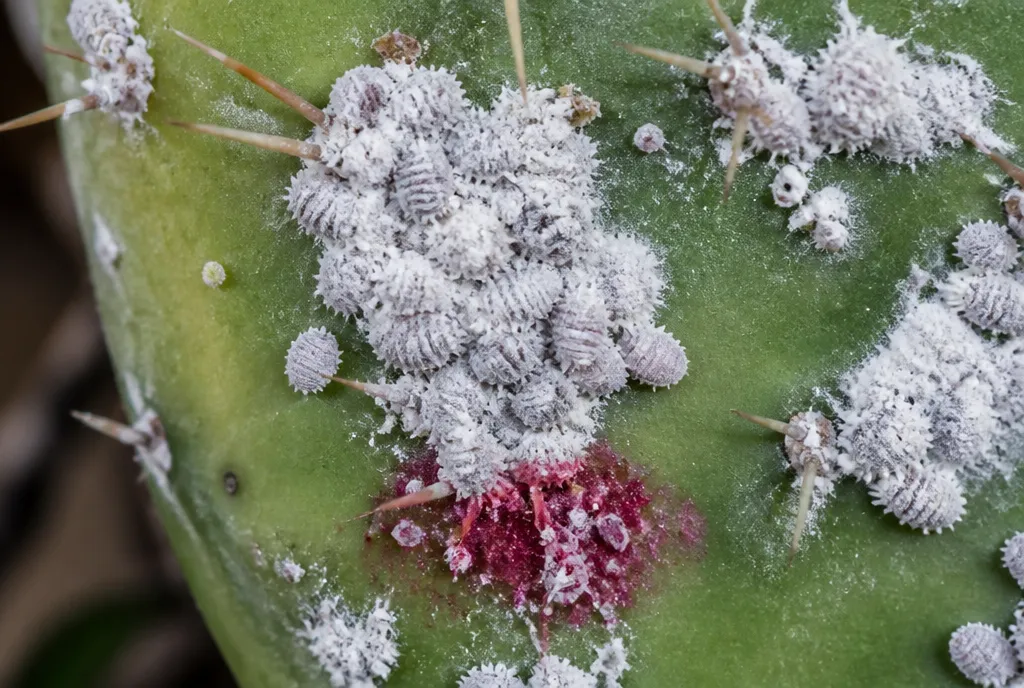Illustrazione generata: pala con colonie bianche cotonose di cocciniglia e una macchia rosso carminio