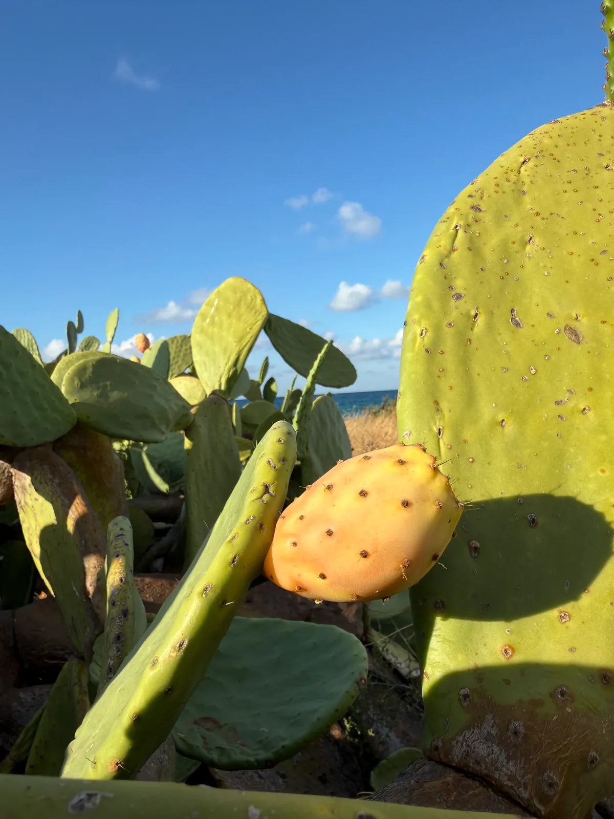Pala di fico d'India con un frutto arancione contro il cielo