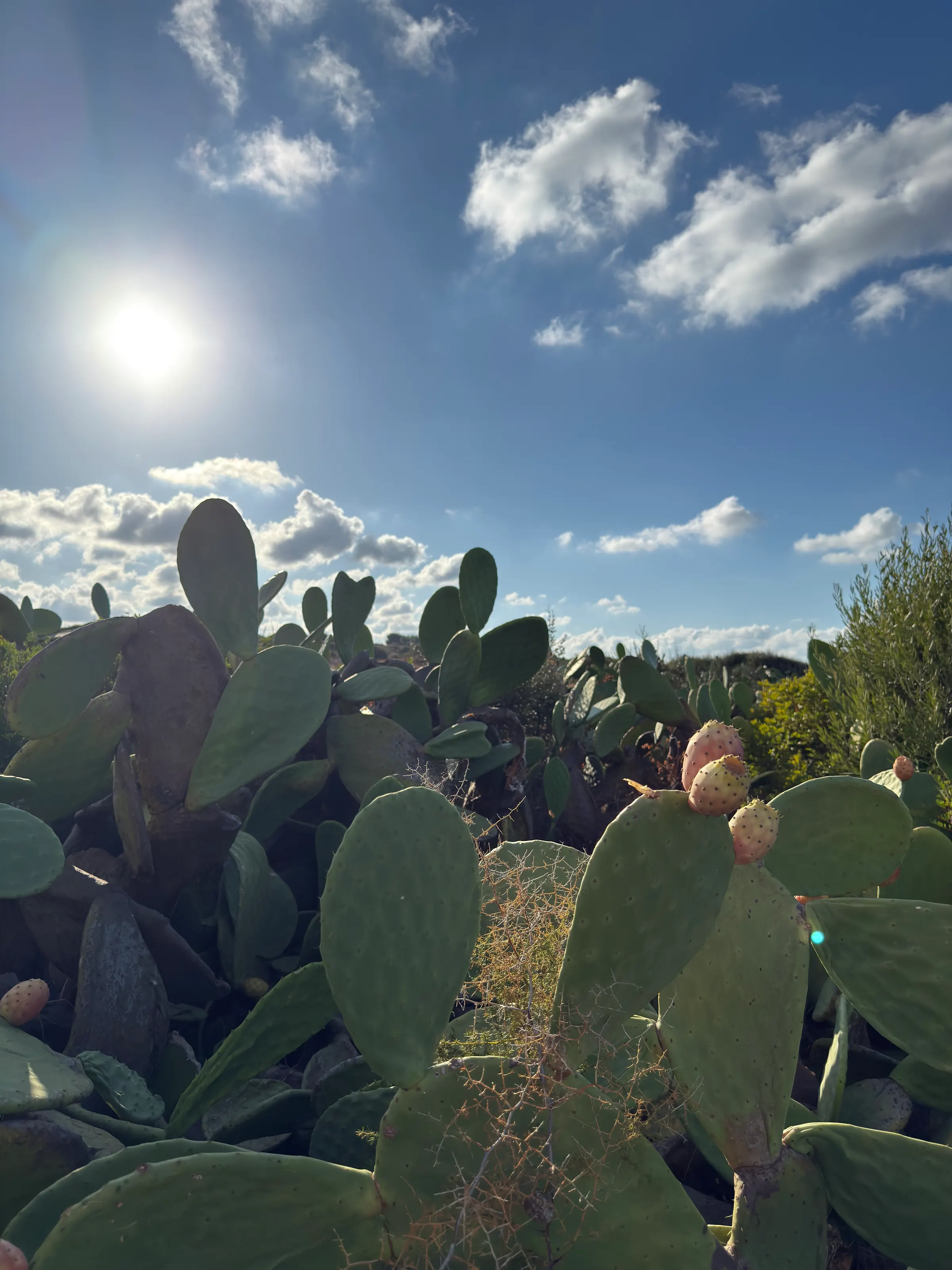 Il sole dietro le pale di fico d'India, Cozze, 17:01