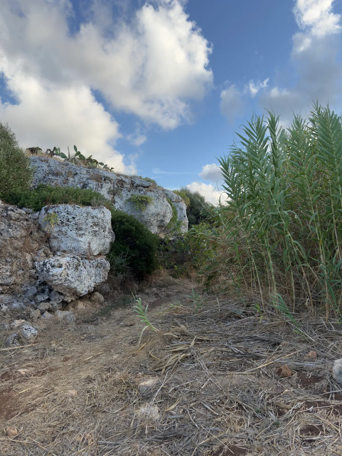 Rocce e canne