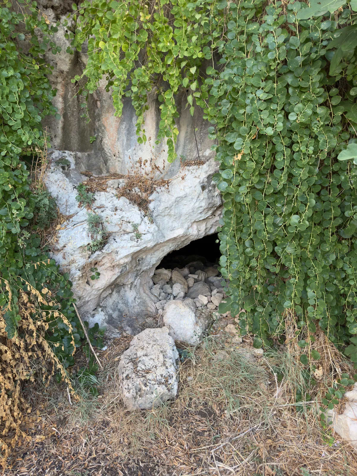 Edera su una roccia con l'apertura di una grotta