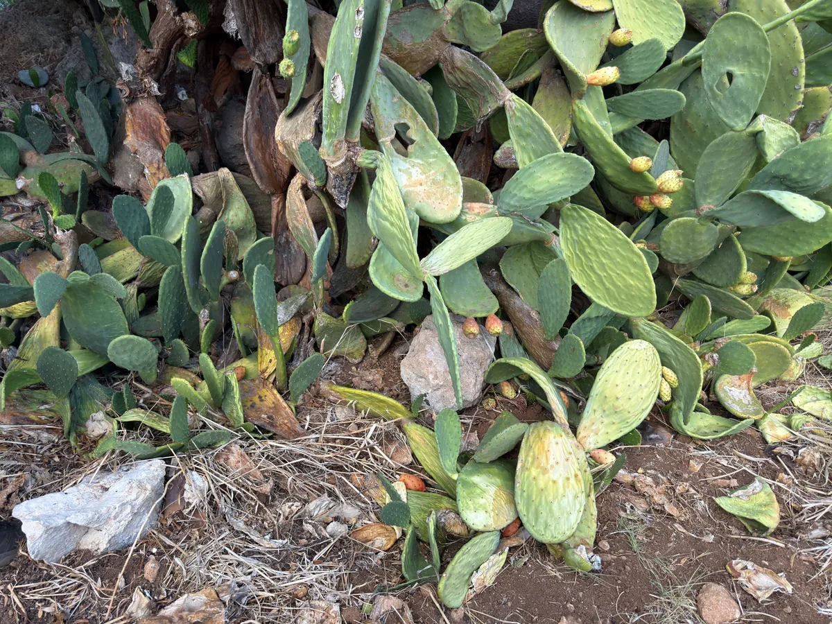 Pianta di fico d'India collassata, pale marroni e raggrinzite