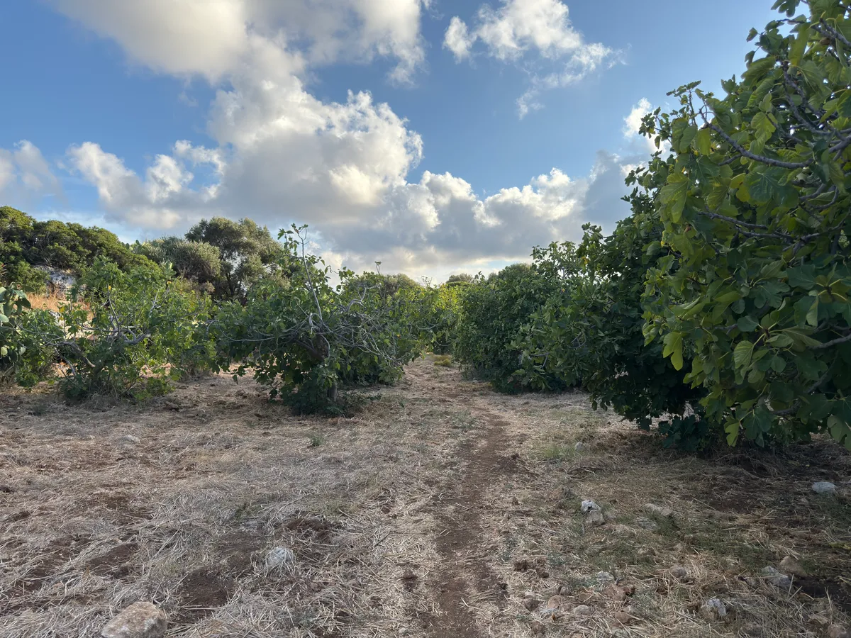 Campo secco