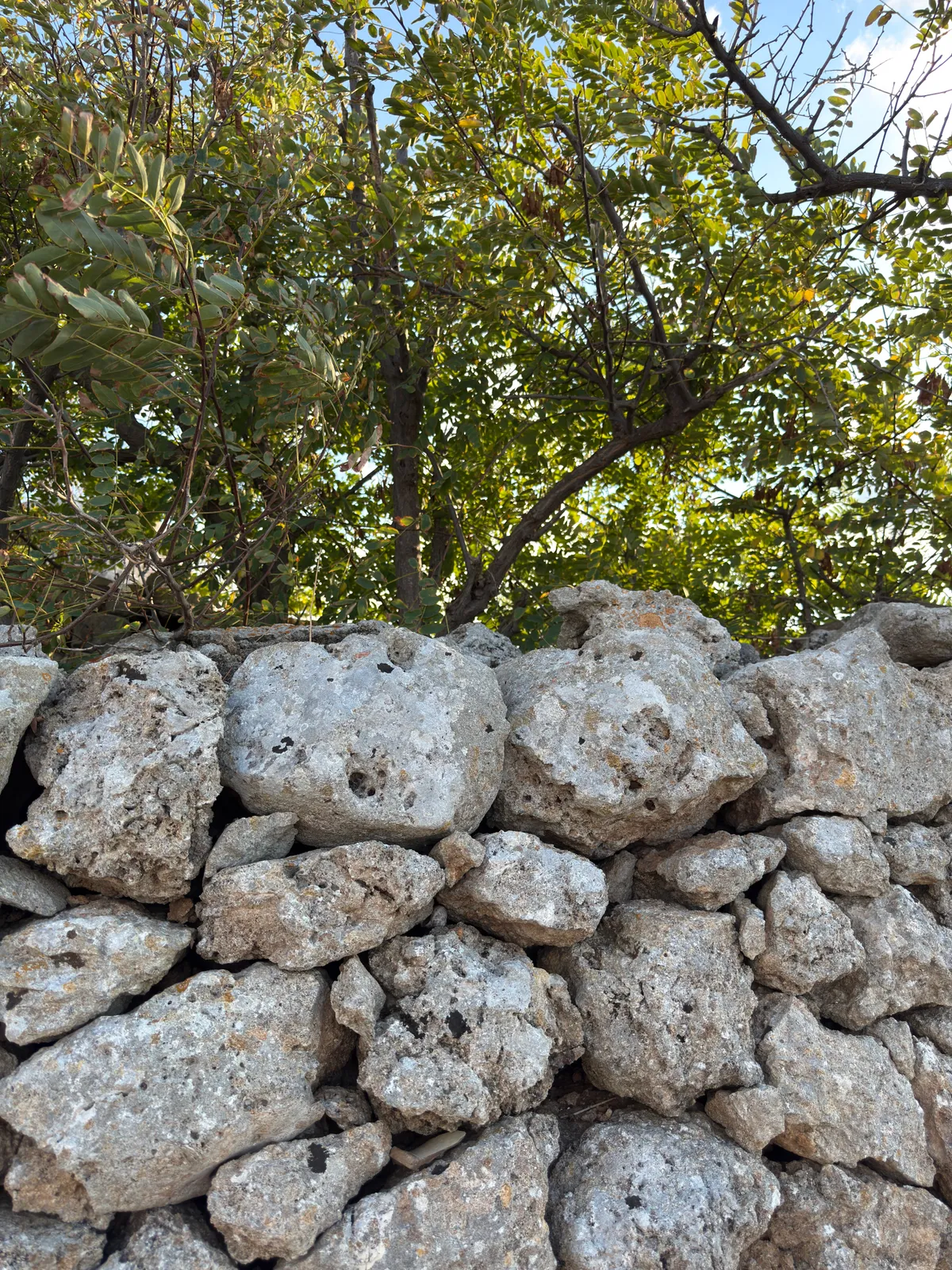 Muretto a secco con un albero sopra