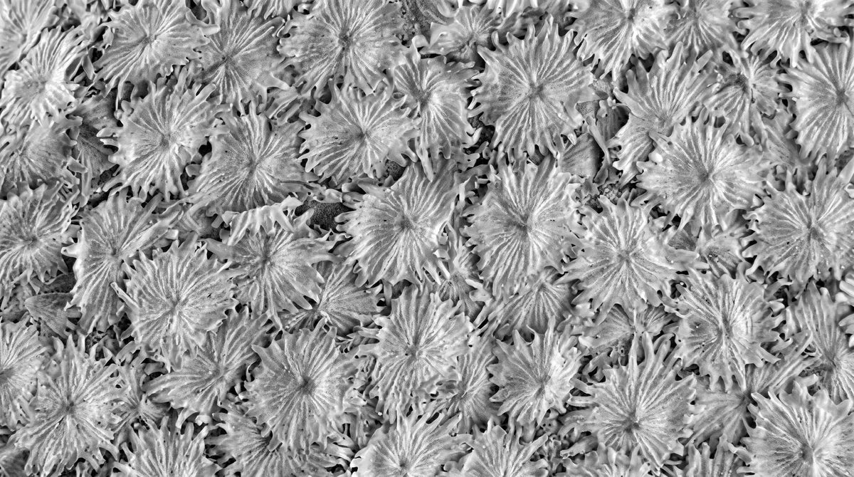 Scaglie rotonde e frastagliate, fitte e sovrapposte, viste al microscopio in bianco e nero.