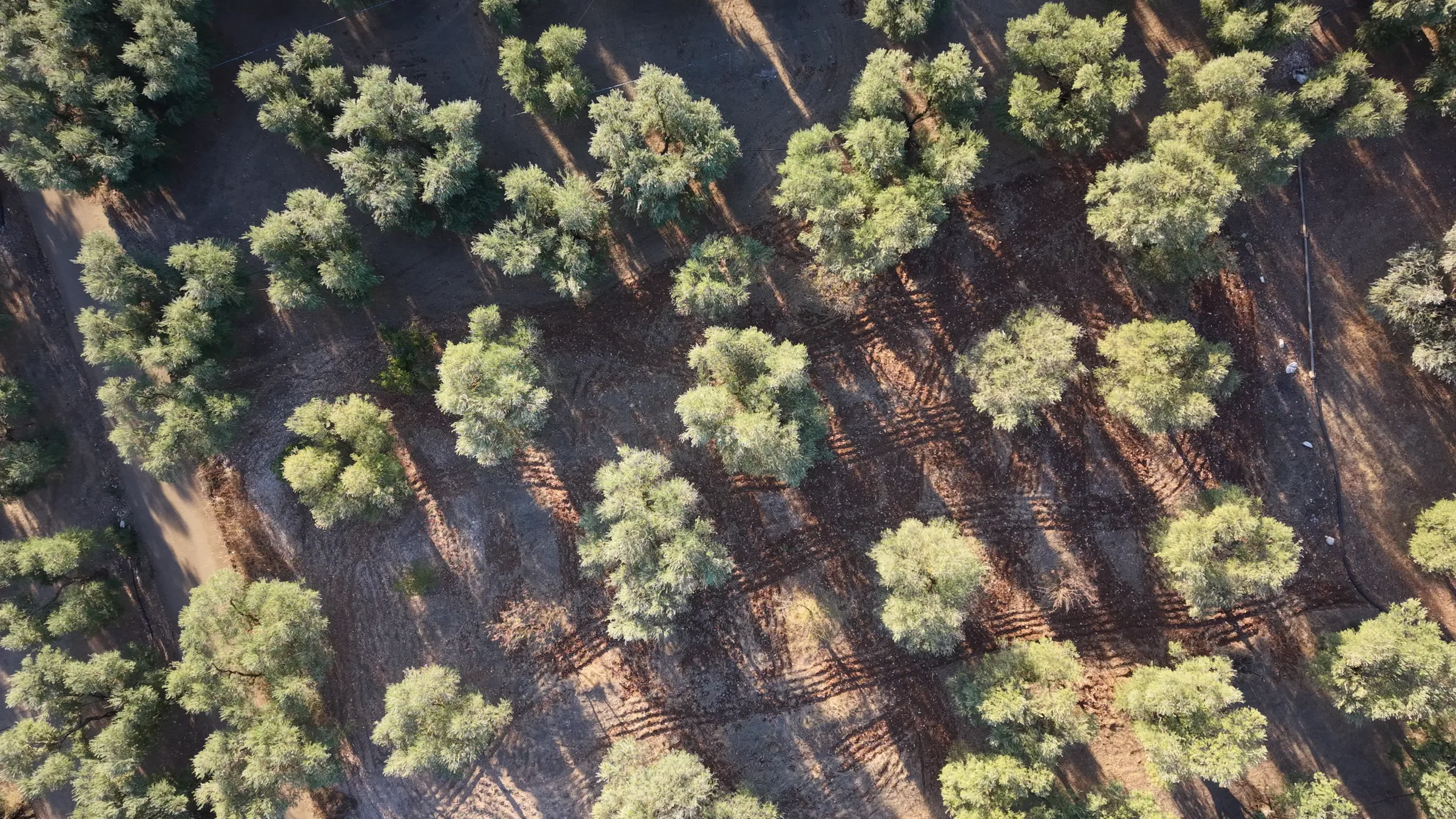 Olivi visti dall’alto dal drone, con ombre lunghe e i segni delle ruote di un trattore sulla terra rossa.
