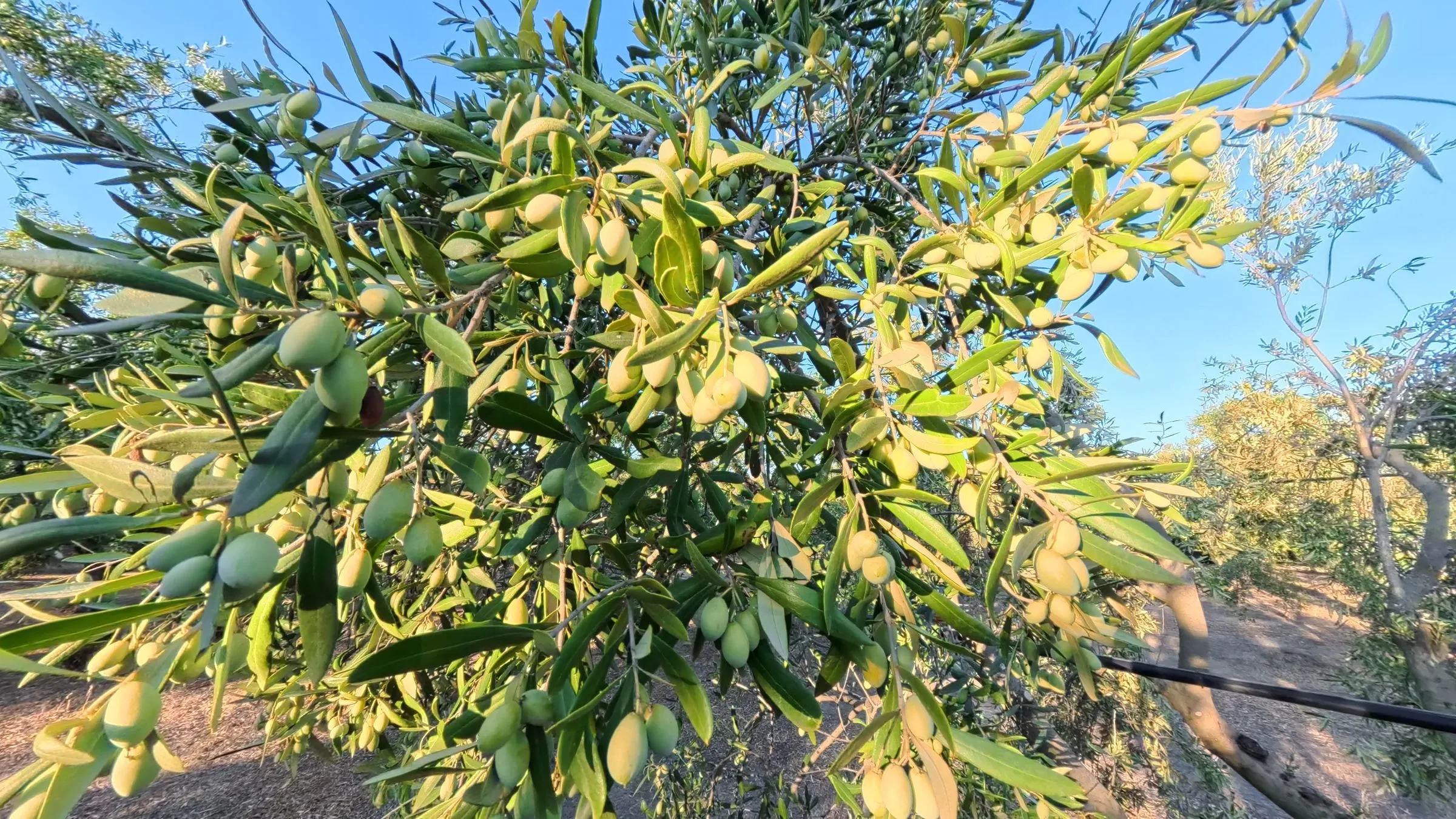 Un ramo d’olivo in controluce, carico di olive verdi.