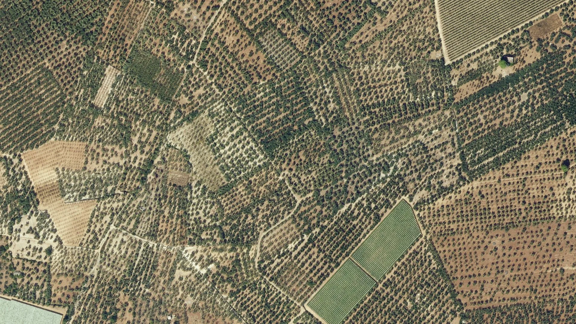 Uliveti visti dall’alto, con due vigne a filari verdi e strade bianche.