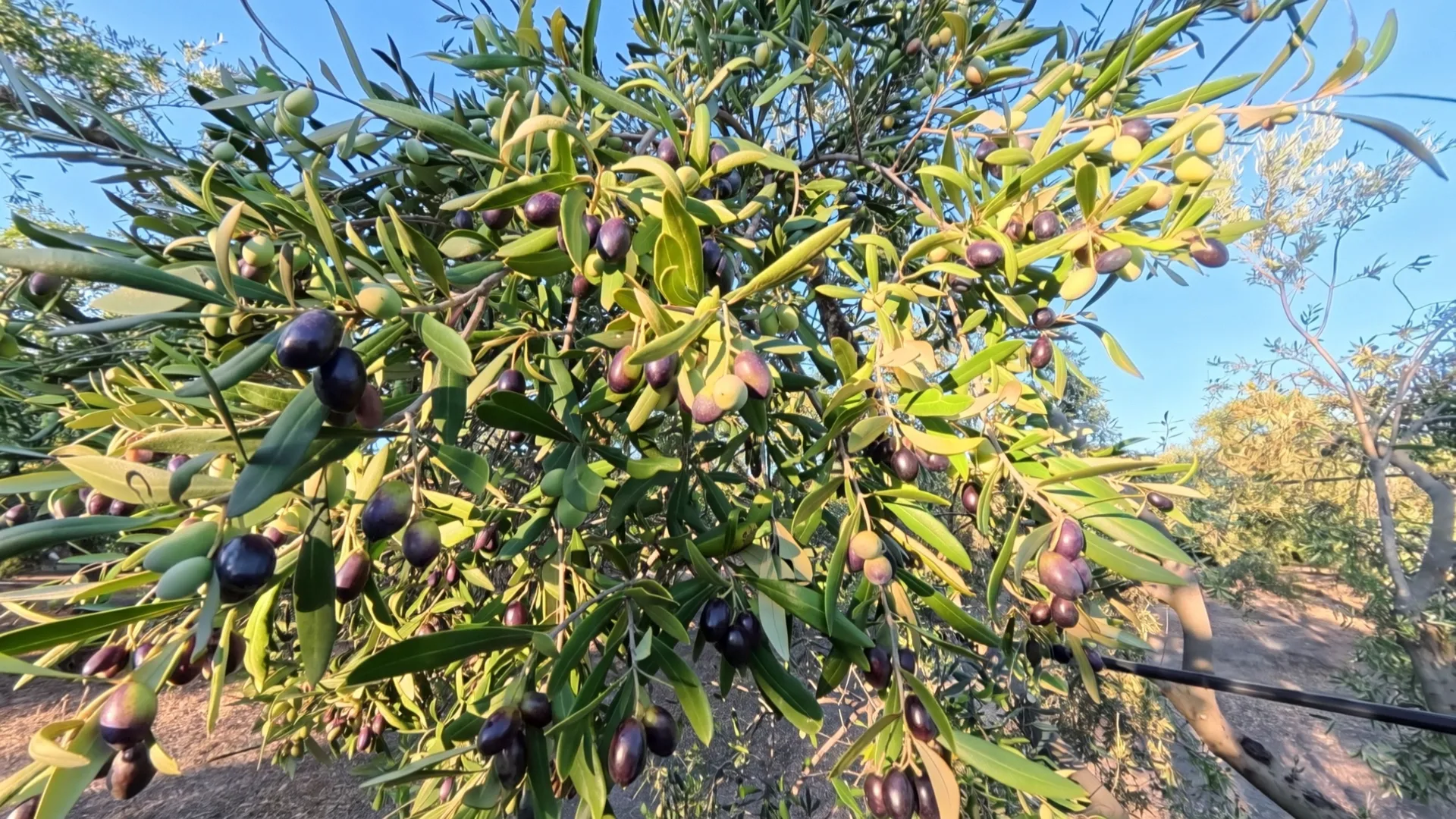 Lo stesso ramo con le olive quasi tutte viola scuro e nere, qualcuna ancora verde.