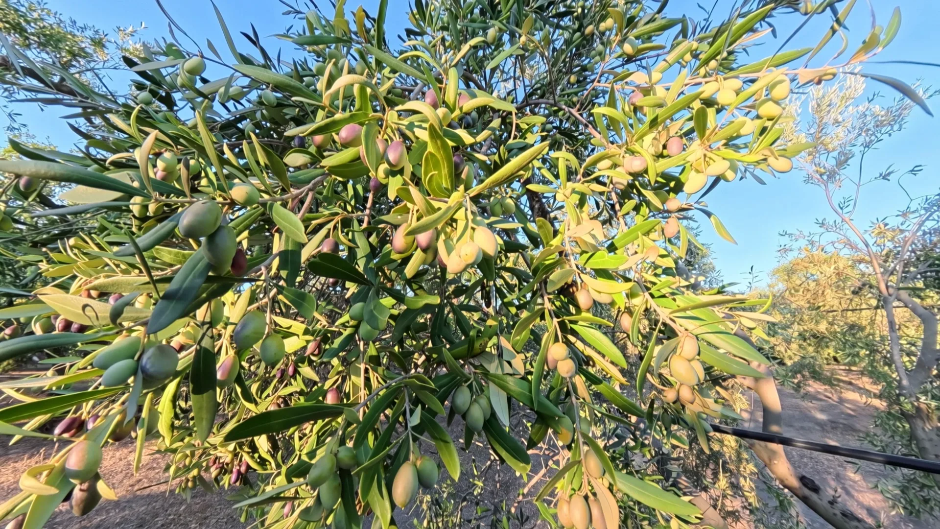 Lo stesso ramo, con le olive che cominciano a macchiarsi di viola.