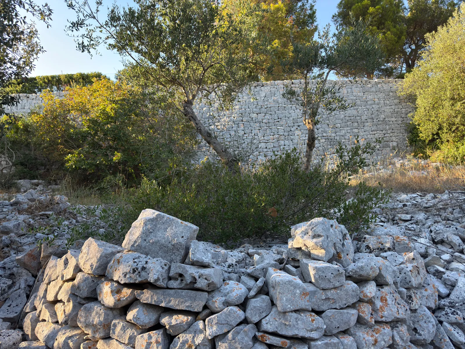 Un cumulo di pietre bianche ammucchiate a secco davanti a un alto muro di pietra, con un olivo e un cespuglio.
