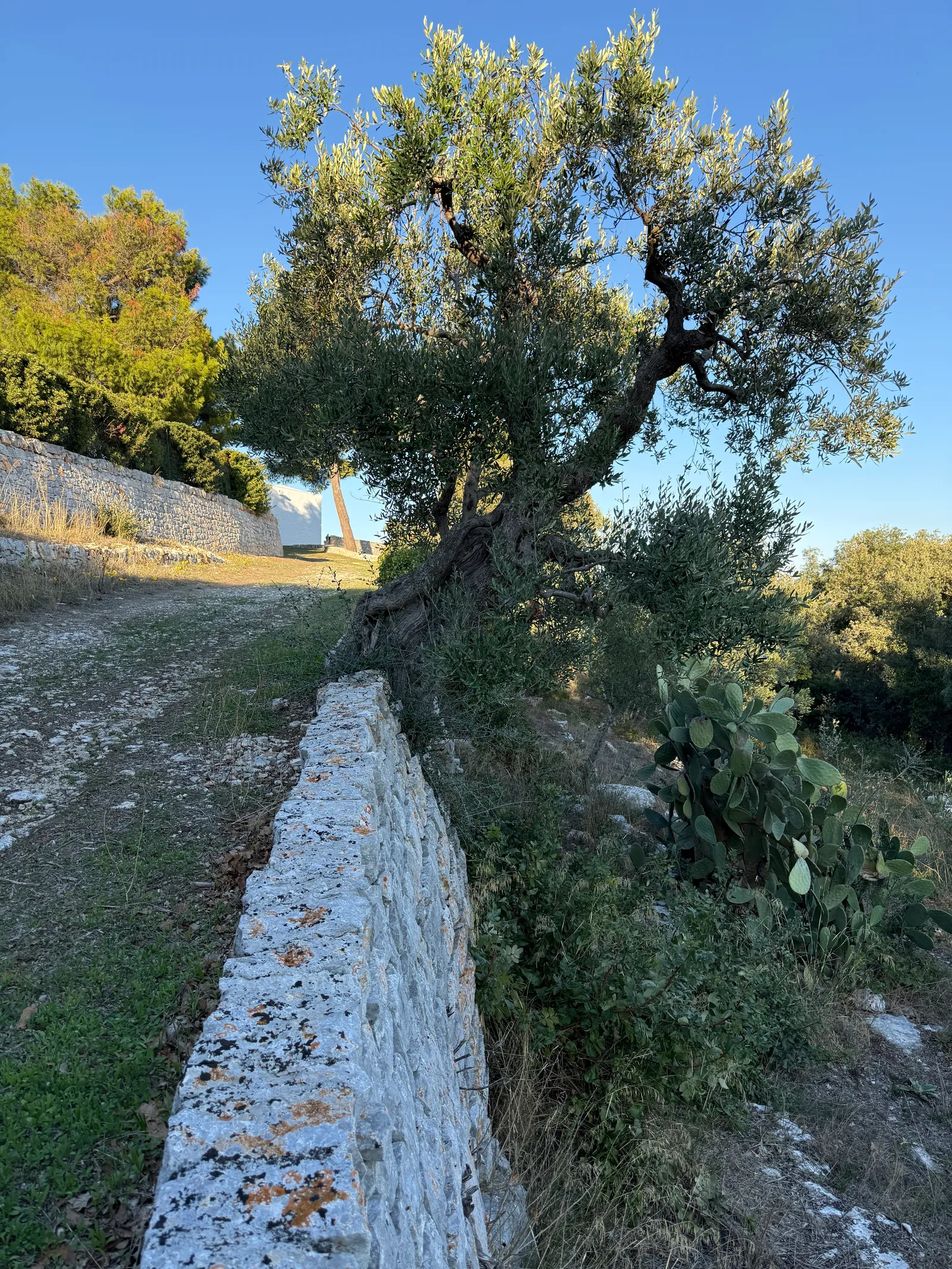 Un muretto a secco basso e bianco lungo un sentiero di terra, con un olivo e un fico d’India.