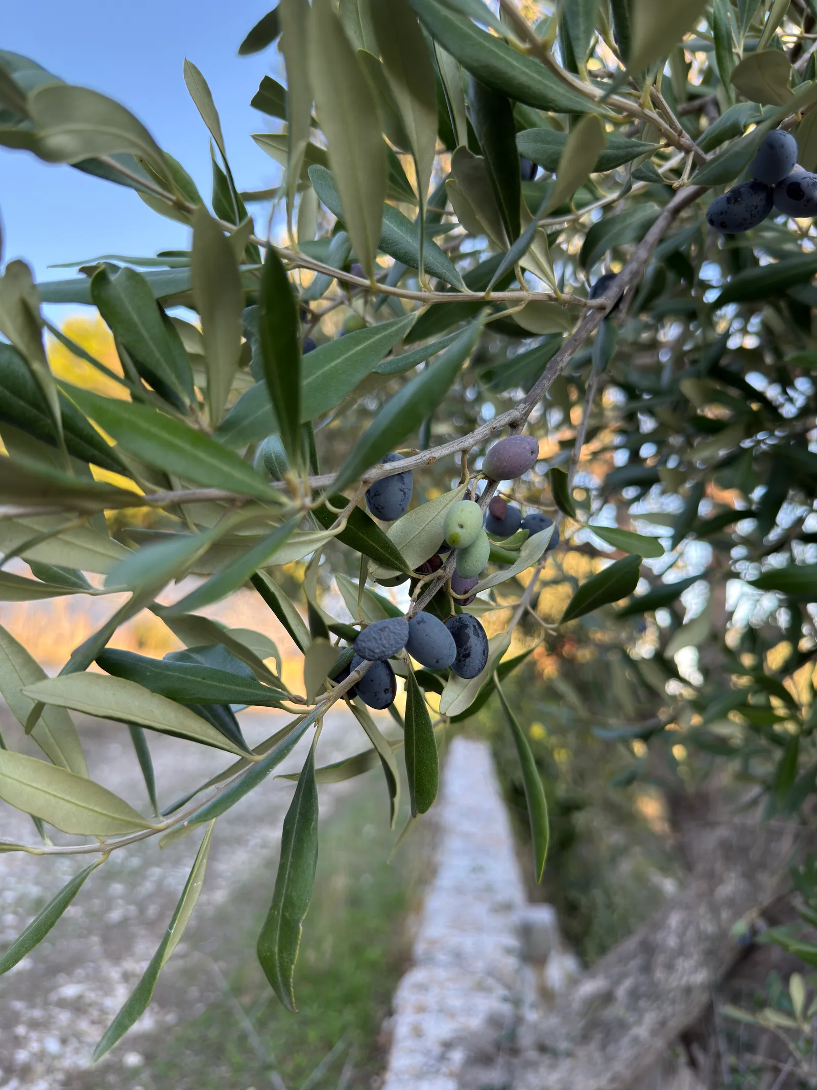 Un rametto di olivo con foglie strette e olive già nere.