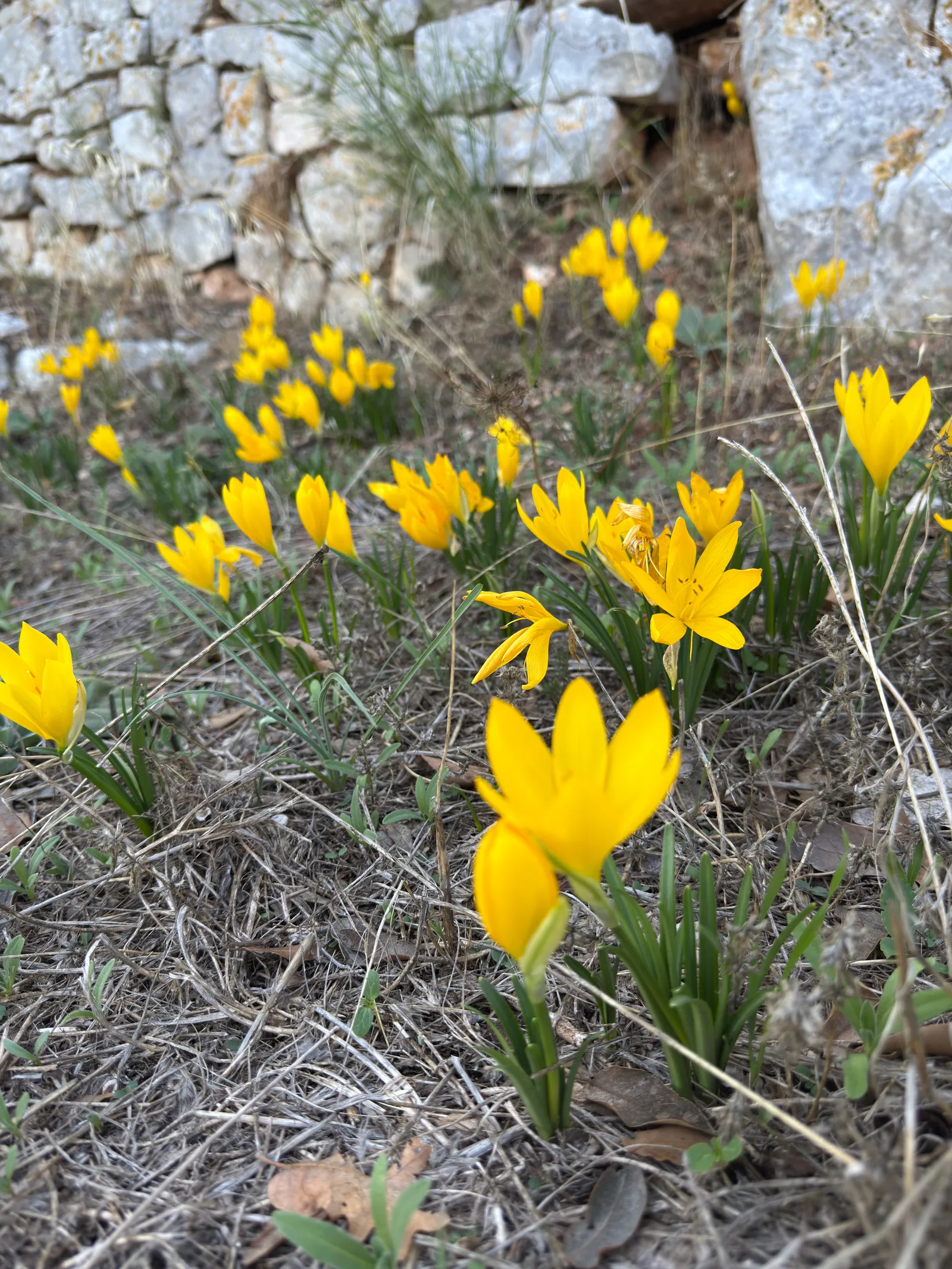 Una fila di fiori gialli a calice, con foglie strette, ai piedi di un muretto a secco.