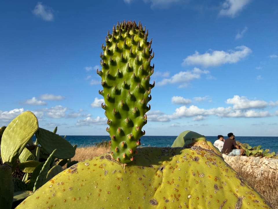 Una pala giovane e stretta, verde scuro, che spunta dal bordo di una pala vecchia e gialla, con il mare e due persone sedute sullo sfondo.
