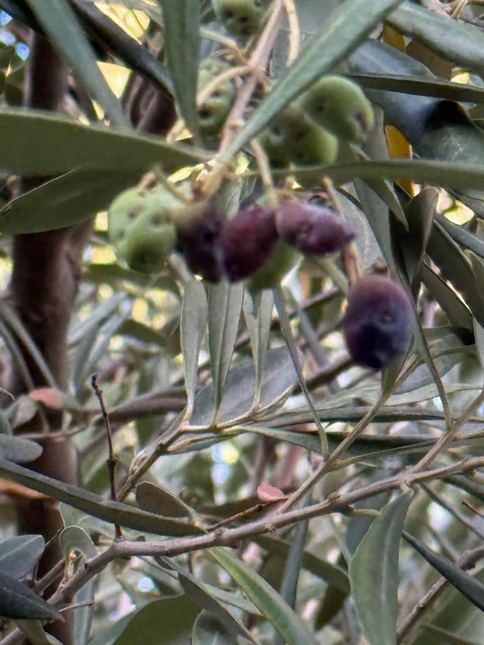 Un ramo di ulivo con le foglie strette e alcune olive già scure, qualcuna raggrinzita.