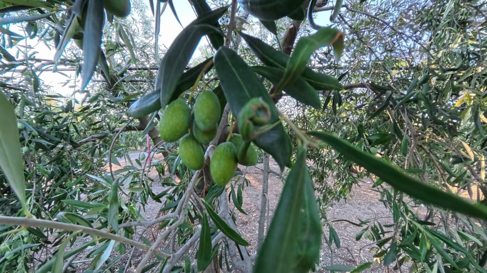 Olive ancora verdi sui rami di un olivo, vicino a Sannicandro di Bari, il 27 settembre 2026 alle 17.42.